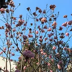 Gallery شقة